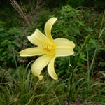 榛名山の花野には夕菅がまだ咲き残っていました。　　　　　　　　　　　・日陰りて夕菅らしき色となる（和良）