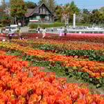 北島町のチューリップ園ではたくさんの種類が咲いています。　・片仮名の名札ばかりやチューリップ（和良）