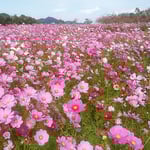 鳴門ウチノ海総合公園ではコスモスが咲き競っていました。　　　　　　　・畝見えぬほどにコスモス咲き満ちて（和良）