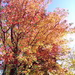 徳島城公園では大きな木の黄葉が真っ青な空に映えていました。　  　　　・青空に黄葉際立つ大樹かな(和良)