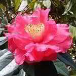 温室の椿はこれが椿かと思うほどの大きさでした。　　　　　　　　　　　・確と見る椿の花の大きさよ（和良）