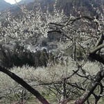 神山町の阿川梅の里に行ってきました。阿川小学校は今春で閉校と聞きました。 ・閉校の日となりにけり梅日和(和良)