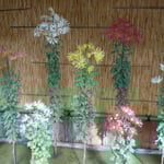 肥後菊花壇です。肥後菊は肥後地方で栽培が始められた古典菊です。　　　・肥後菊の花火のやうな咲きっぷり(和良)