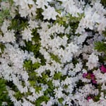 小豆島の友人のオリーブ畑では垣根に躑躅が咲いていました。　・オリーブの畑へ躑躅の垣根越え(和良)