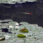 東京都立小石川後楽園で見た睡蓮です。可憐な花でした。 ・魚跳ねて又静かなリ花菖蒲（和良）