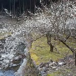 阿南市長生町の明谷梅林の奥の梅林は風もなく暖かでした。　　　　　　　・お隣のこの梅林は風もなく（和良）