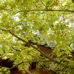 阿波市土成町の法輪寺では御手洗の若楓が爽やかでした。　　・御手洗の辺り明るき若楓（和良）