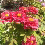 神宮寺では境内に赤い牡丹が色鮮やかに咲き誇っていました。　　　　・懸命に生きて真っ赤や赤牡丹(和良)