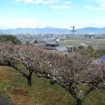 吉野川市鴨島町の檀の大楠前の梅林です。満開でした。　　　　　　　　　　　　　　　　・存分に梅見て初音まだ聞けず(和良)