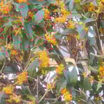 松手入を終えた庭師は満開の金木犀に鋏を入れて刈り込みました。　　　・満開の金木犀を刈り込みぬ(和良)