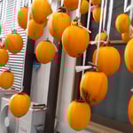 我が家では今年も農協で買って来た愛宕柿を吊るしました。　　　　　　・今年また婦唱夫随で柿吊るす(和良)