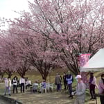 「蜂須賀桜と武家屋敷の会」のお花見会が人気を呼んでいました。・お花見のできる平和のありがたく(和良)