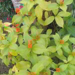 郷屋敷は旧高松藩の与力の屋敷で讃岐饂飩の料理店として有名です。　・その上の与力の屋敷実千両(和良)