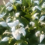 梅雨晴れに輝く半夏生の周りには早苗が育っていました。　・農仕事今日もお休み半夏生（和良）