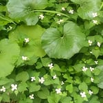 藍住町の自宅の庭は十薬の花で一杯になってしまいました。　　　　　　　・庭中に十薬の花咲き満てる（和良）