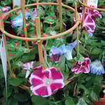 東京は入谷の朝顔市に行って来ました。すごい人出でした。 ・呼び込まれ朝顔市の客となる（和良）