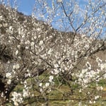 神山町広野で梅を見てきました。白梅が咲き競っていました。　・山に野に川辺にも梅咲ける里(和良)
