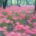 巾着田曼珠沙華公園には昨年、天皇皇后両陛下が来られたののことです。　・色変えぬ松の緑と曼珠沙華（和良）