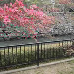 徳島城公園で花水木を見ました。お堀の石垣に映えていました。 ・石垣は阿波の青石花水木 （和良）