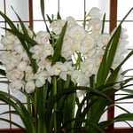 お正月に飾ってくださいと大きな蘭をいただきました。　　　　　　　　　　　　　　　　　　　・真白かな冬のソナタと名づく蘭(和良)