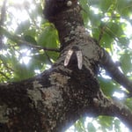 江川の流れる吉野川市の鴨島公園では蝉時雨が喧しいほどでした。　　・目の前の蝉は一服蝉時雨(和良)