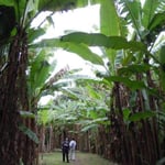 熊本の江津湖のほとりにある芭蕉林です。まるでジャングルのようでした。 ・阿蘇の水ここに湧き出て芭蕉林(和良)