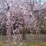 吉野川市の向麻山公園ではしだれ桜が満開に咲いていました。　　　　　　・風の出てしだれ桜の踊り出す（和良）