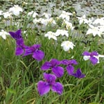 花菖蒲が群れ咲いている池にはベンチがあり一休みできました。　　・一休みして花菖蒲見るベンチ(和良)