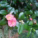 城山のあちこちで根元に落椿を敷き詰めた椿が咲き続けていました。　・落椿敷き詰め椿咲く続く(和良)