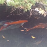 徳島市の渭水苑には池があり寒鯉が水底に潜んでいました。　　　・寒鯉の潜んでをりぬ水底に(和良)