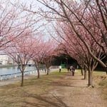 植樹して10数年ですが、素晴らしい蜂須賀桜のトンネルになりました。　　　　　・トンネルを作りし蜂須賀桜かな(和良)