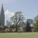 観桜会のあとの新宿御苑です。都心にもこんな緑野があるのです。  ・立ち入りの自由な芝生首都うらら （和良）