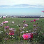 札幌市を一望する羊ヶ丘展望台で見たコスモスです。 ・恋の町見下ろしてをり秋桜（和良）