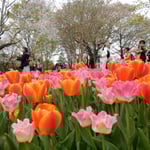 国営昭和記念公園のチューリップ園には人が詰めかけていました。　　　　・咲き満てるこの迫力はチューリップ（和良）