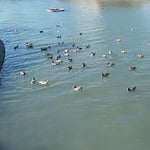 吉野川市鴨島町の江川にはたくさんの鴨が群れていました。　・一切れのパンに崩るる鴨の陣（和良）