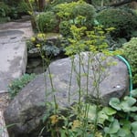 八王子市の「とうふ屋うかい」に行ってきました。　　　　　　　　　　　　　　　　　　　　　　　　　　　　　　　　　　　　・門くぐり入れば静かや女郎花(和良)