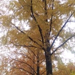 徳島公園にはメタセコイアの喬木が何本もあり黄葉が綺麗でした。　・仰ぎ見るメタセコイアの黄葉を(和良)