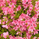 五月躑躅は犇くように咲き満ち花びらの影が見えませんでした。　・影に得ぬほどに咲き満つさつきかな(和良)