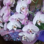 母の日の母に親しくしている方から胡蝶蘭が届きました。　　・母の日の母へと胡蝶蘭届く(和良)