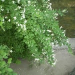 倉敷の美観地区では掘割の岸辺にまだ萩の花が咲いていました。  ・赤よりも白の大振り萩の花（和良）