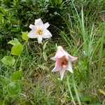 伊島の笹百合は昔は沖をゆく船にまで香りが届くほどでした。　　　　　　・船にまで伊島の百合の香の来しと（和良）