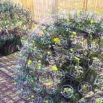 吉野川市の菊花展では揃い咲き始めた菊の花に勢いがありました。　　　・揃ひ咲き初めたる菊の勢かな(和良)