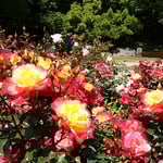 強い日差しを浴びてたくさんの薔薇が咲き競っていました。　　　　　　　・大振りの薔薇には早も痛みあり（和良）