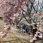 助任川南岸でも「蜂須賀桜と武家屋敷の会」のお接待がありました。　　　・花冷えに熱き善哉ありがたく（和良）