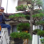 庭師はいつものように天辺から順に松の手入れをしていきました。　　　・天辺に始まる松の手入れかな(和良)