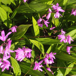 藍住町を散歩していますと白壁の家の庭先に紫蘭が咲いていました。　・白壁の家の庭先紫蘭咲く(和良)