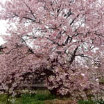 原田家住宅の蜂須賀桜の母樹にはたくさんの人々がお花見に来ました。　　・一本の桜に人の押し寄せて（和良）