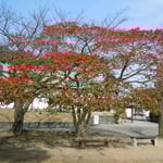 徳島中央公園では徳島城博物館前のクロガネモチが真っ赤な実をつけていました。 ・冬枯れの園にクロガネモチの赤(和良)