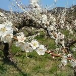 板野町の梅林です。まだ白梅の花が咲き競っていました。　　            　　　・梅林の土ほかほかとしてをりぬ（和良）