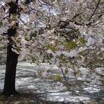 花屑を敷き詰めている新宿御苑の八重桜です。花吹雪も見事でした。  ・花屑を十重に敷きゐて八重桜(和良)